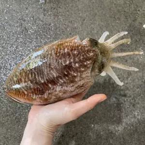국내산 생물 갑오징어 1kg(5-7미내외) 자연산