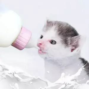 애완동물 젖병 세트 80 100ml 강아지 고양이 반려동물