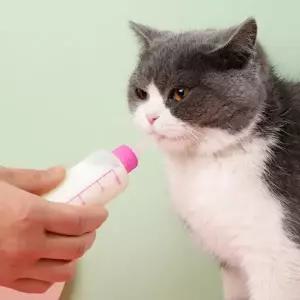 (타입 60ml 색상 랜덤)애완동물 젖병 세트 60ml 강아지 고양이 반려동물
