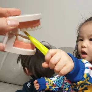 입모형 이빨모형 구강 치아 치과 초등학교 양호실