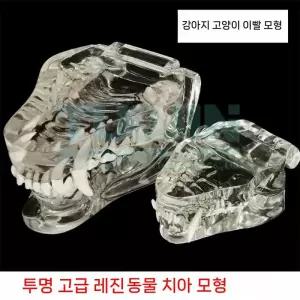 강아지 치아모형 구강교육 이빨모형 수업 동물병원 고양이 진단 공부 치과 구강구조