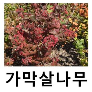 가막살나무 묘목 키120cm 2주묶음