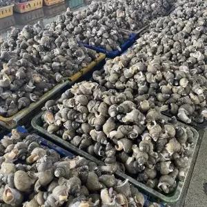 동해안 활 흑골뱅이 소 2kg(140미) 골뱅이 흑고동