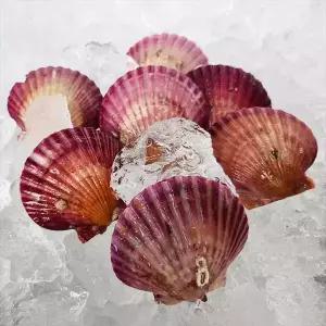 통영 홍가리비 2kg