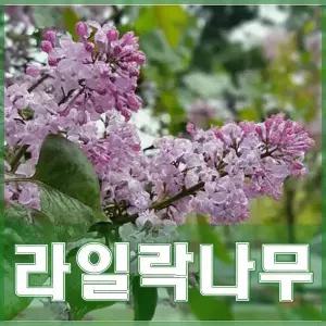 라일락나무 묘목 3년생 분묘