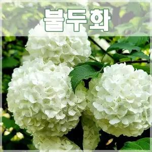 불두화나무 묘목 수국백당 3년생 개화주 분묘