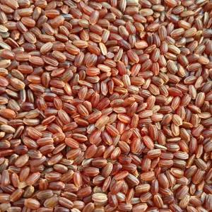 국산 홍미 1kg 멥쌀 메홍미 홍미쌀 적미 건강홍미 (전남 진도) 2025년산 출고 8559236