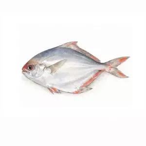 목포 자연산 생물 병어 병어회450g 내외 8563793