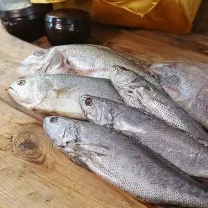 반건조 제수용 생선선물세트(참돔+조기+민어+참서대) 8565729