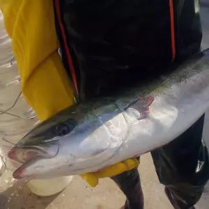 자연산 대방어회 7인분 8인분 5~6kg 8582212