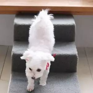 고탄성 강아지 계단 애견 강아지 스텝 3단 침대 소파 안전 고탄성 강아지