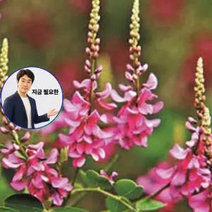 지금 필요한 품종 씨앗 꽃씨 종자 낭아초 야생화 정원 50g