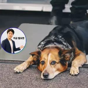 지금 필요한 애완동물 알루미늄 패드 시원한 강아매트 XL