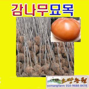 (소망)태추단감나무 묘목(접목1년 1그루)
