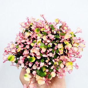 에덴플랜트 핑크브리즈 소품 핑크 트리안 행잉플랜트 공기정화식물