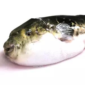 남해안 복어 참복 500g 손질 복어 2미 자주복 복지리 복요리 보양식