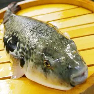 손질 복어 참복 탕거리 500g 2미 남해안 자주복 지리탕 보양식 복국