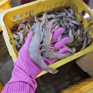자연산 생물 대하 1kg(25미 내외)