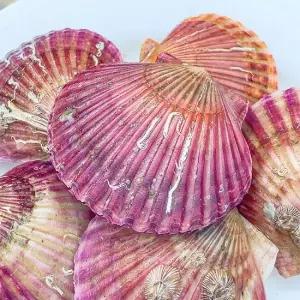 지투지샵 국산 홍가리비 2kg