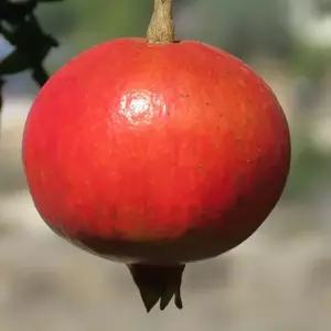 석류나무 묘목(슈퍼왕석류) 삽목2년 뿌리3개
