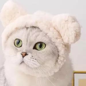 고양이모자 강아지모자 반려견 반려묘 귀여운 털모자 강아지헤어소품 애견산책용품 코스튬 브라 XAWFG63QB