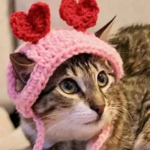 고양이 뜨개질 하트 모자 액세서리 강아지패션용품 YTWCED0E2