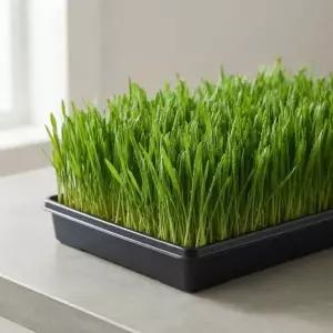 새싹보리 씨앗 재배용 채소 종자 키우기 600g