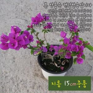 부겐베리아 보라 부겐빌레아 희귀종 바이올렛 15cm 중품화분