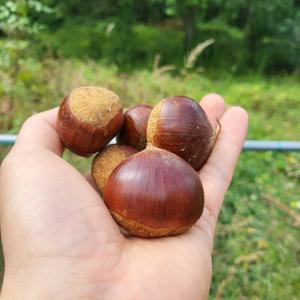 국내산 햇밤 특대 알밤 1kg 2kg 3kg 5kg