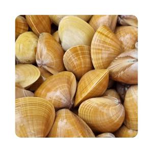 {푸디앤] 갈미(명주) 조개 1kg (20미내외)