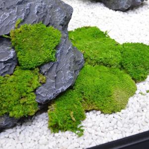 영원한 생명 이끼 잔디, 미니 풍경 가짜 잔디, DIY 공예, 집 거실 정원 장식, 인공 녹색 식물, 20g, 80g