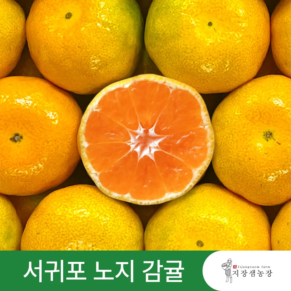 [지장샘농장] 제주 서귀포 노지 극조생 감귤 귤 2.5kg 4.5kg 9kg