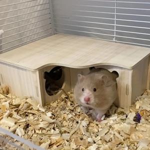 액세서리 1개, 색상과 스타일은 랜덤 배송됩니다, 햄스터 그네, 시소, 작은 둥지, 원목 집, 햄스터 잠자는 둥지, 골든 햄스터 빌라, 장난감 용품