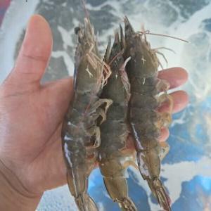 산지직송  국내산 초특가 생물 흰다리새우 1kg (40미내외) 활 새우 한정판매 / 2kg 구매시 2천원 할인