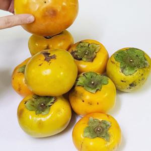 경남 단감  10kg 몬난이 알뜰단감 (열과말랑이비품)랜덤과