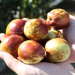 햇 사과대추 1kg(혼합과) / 3번 깐깐하게 선별한 가을 제철 산지직송