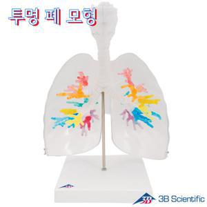 종로의료기 3B Scientific 후두와 기관지포함 폐 인체모형 G23/1 투명한 폐 모형