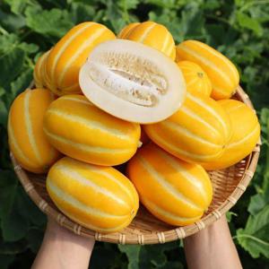 갤러리아_달콤한 성주 꿀 참외 2kg 중대과(4-5과)