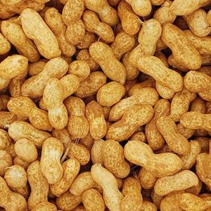 국내산 피땅콩 1kg