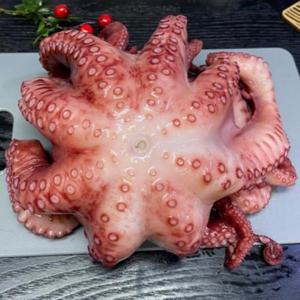 국내산 활문어1kg(1-4미) 돌문어 자연산 참문어 술안주