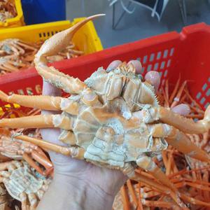 당일조업 홍게 5kg 15-16미 / 수율80%-90%