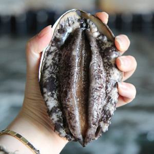 완도 활 전복 중(14-16미) 1kg