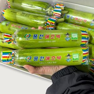 국내산 싱싱한 애호박 (10개입)