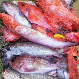 생물 자연산 통영 제철 생선 3kg 3-8종 잡어 모듬 생선 구이 용 생선 매운