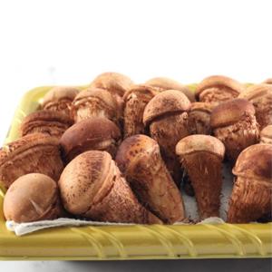 향기가득 참송이 버섯(특상) 500g
