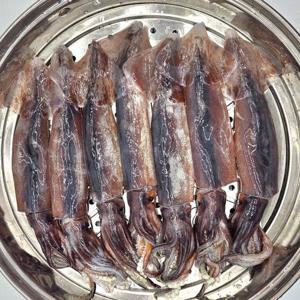 동해안 급냉 오징어 1kg 통찜용