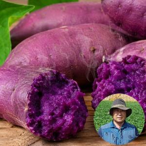 26년 햇 해남 해풍 고구마 달인 전태식 자색 고구마 5kg(특상)