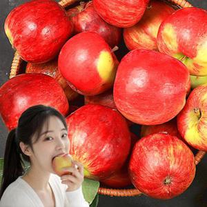 포미식탁 빨간 홍로사과 가정용 못난이 사과 A급 중과 5kg