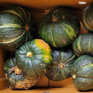 제주 못난이 미니단호박 랜덤사이즈  10kg