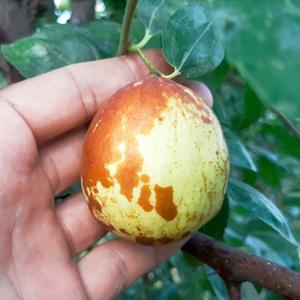 국내산 산지발송 사과대추 중 1kg /26년햇